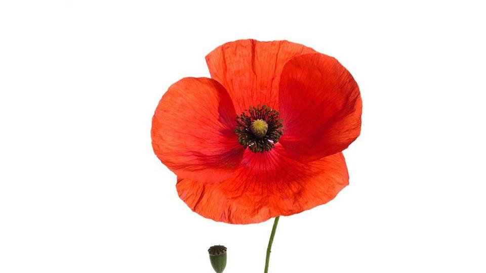 poppy-red-single-flower