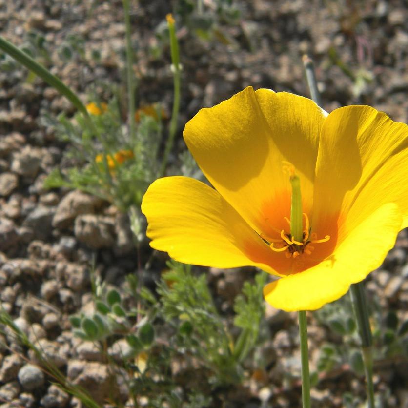 poppy-tulip-yellow-flower