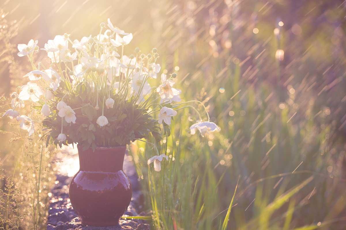 potted-flowers-white-field