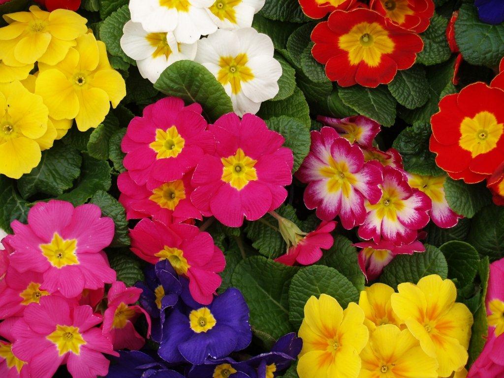 primrose-multicoloured-flowers