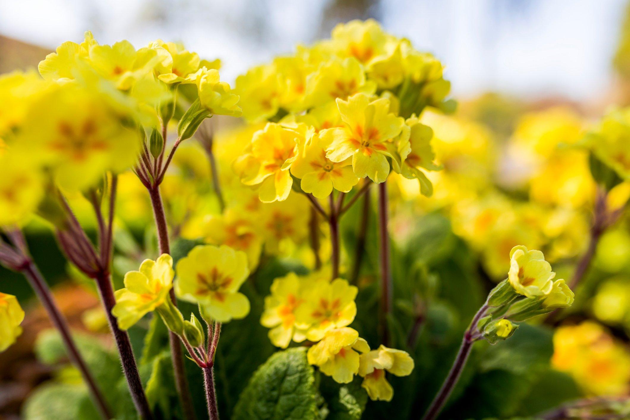 primrose-yellow-flowers