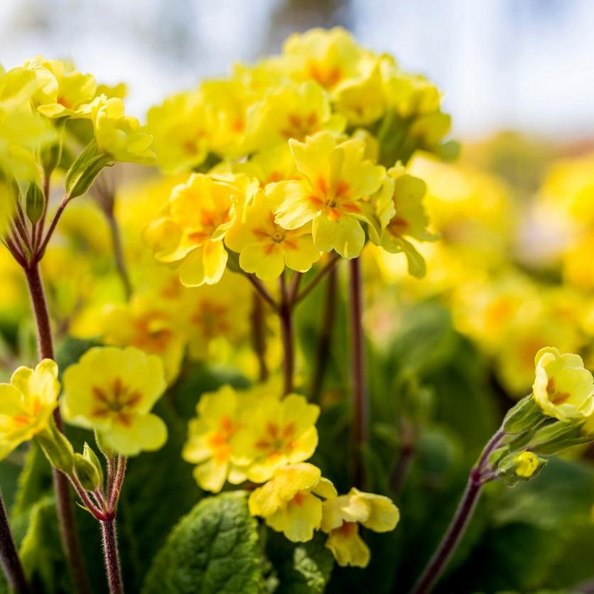 primrose-yellow-flowers