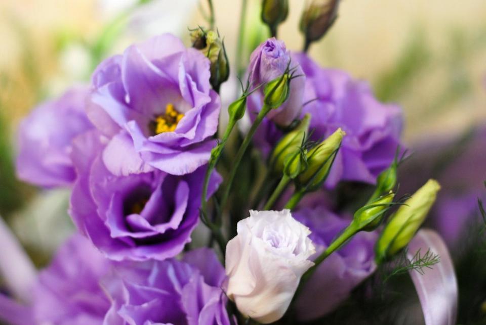 purple-lisianthus-flowers