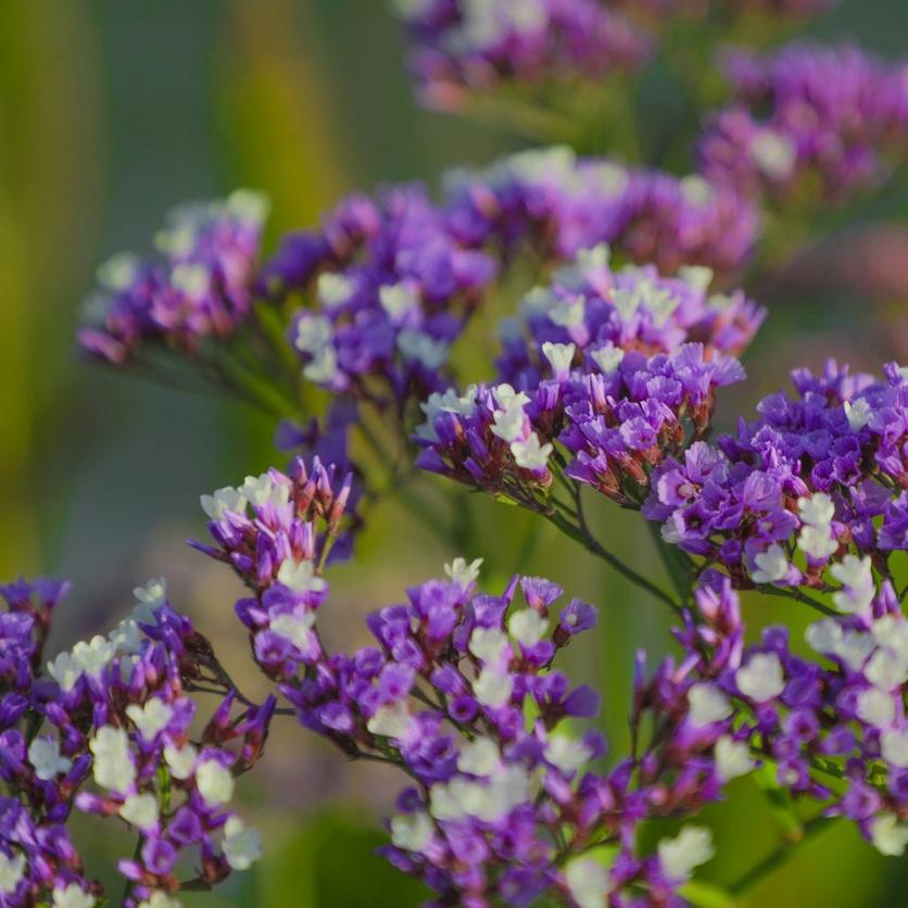 purple-statice-flowers
