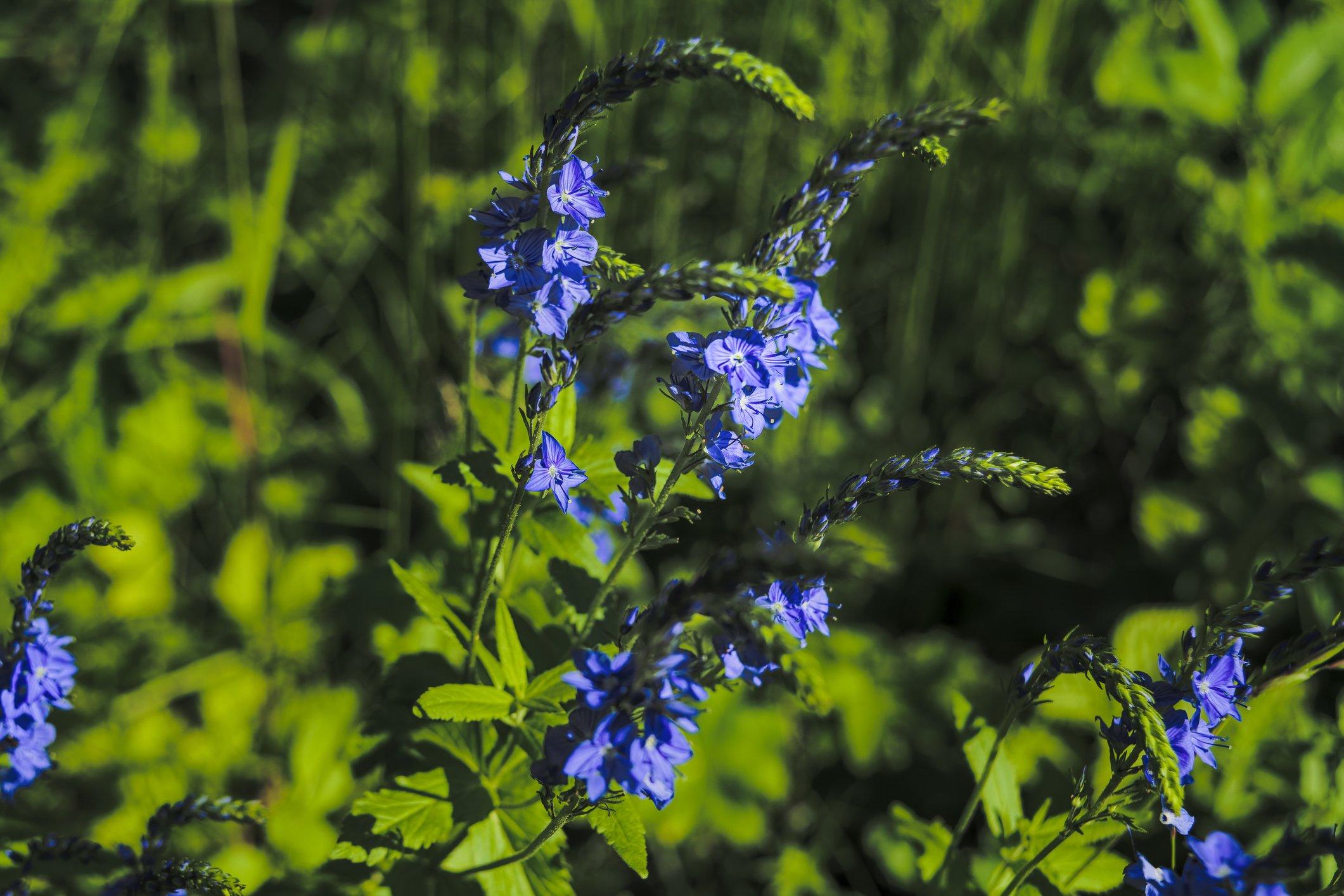 purple-veronica-flowers