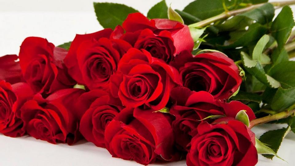 red roses new