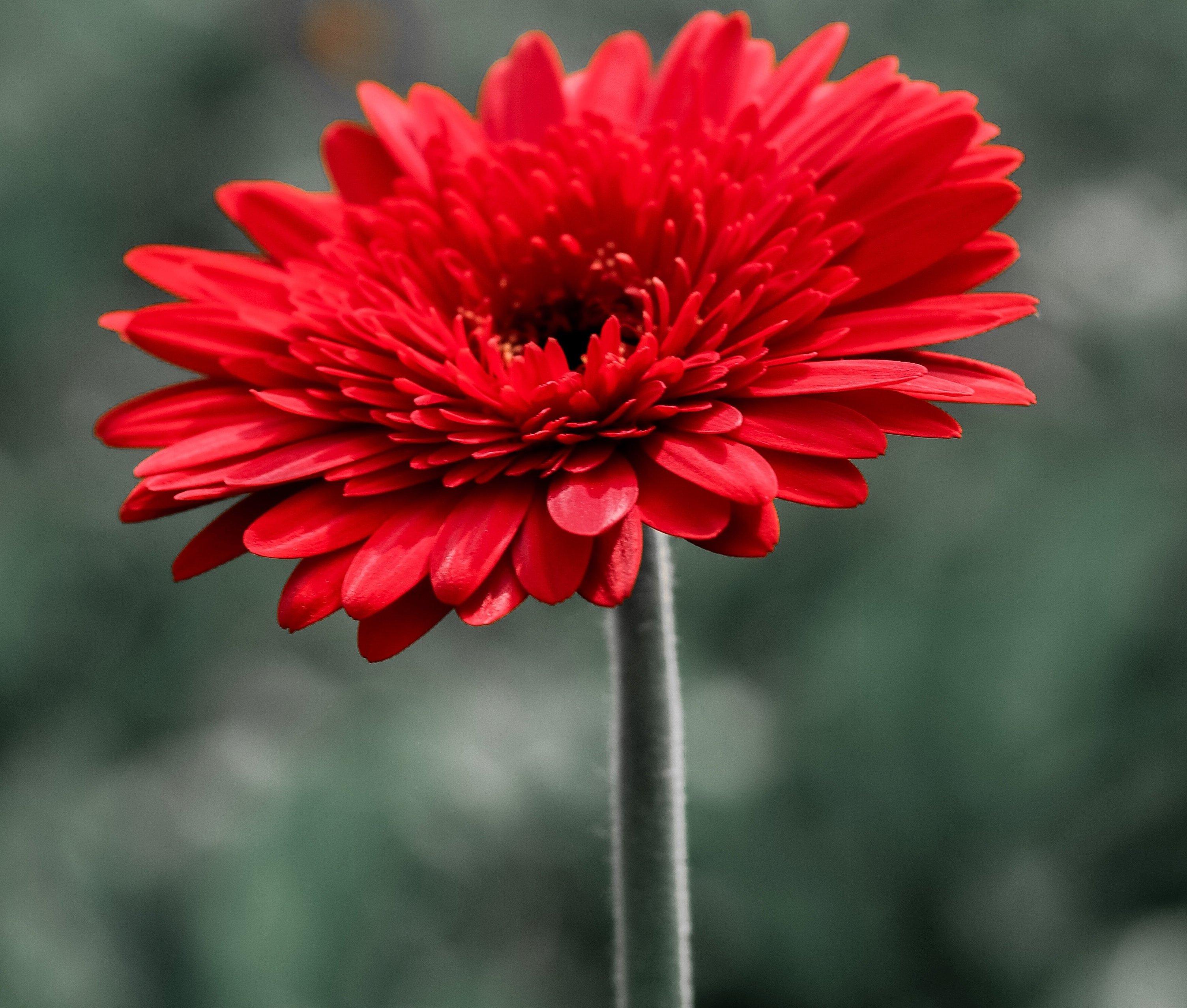 red-full-crested-gerbera