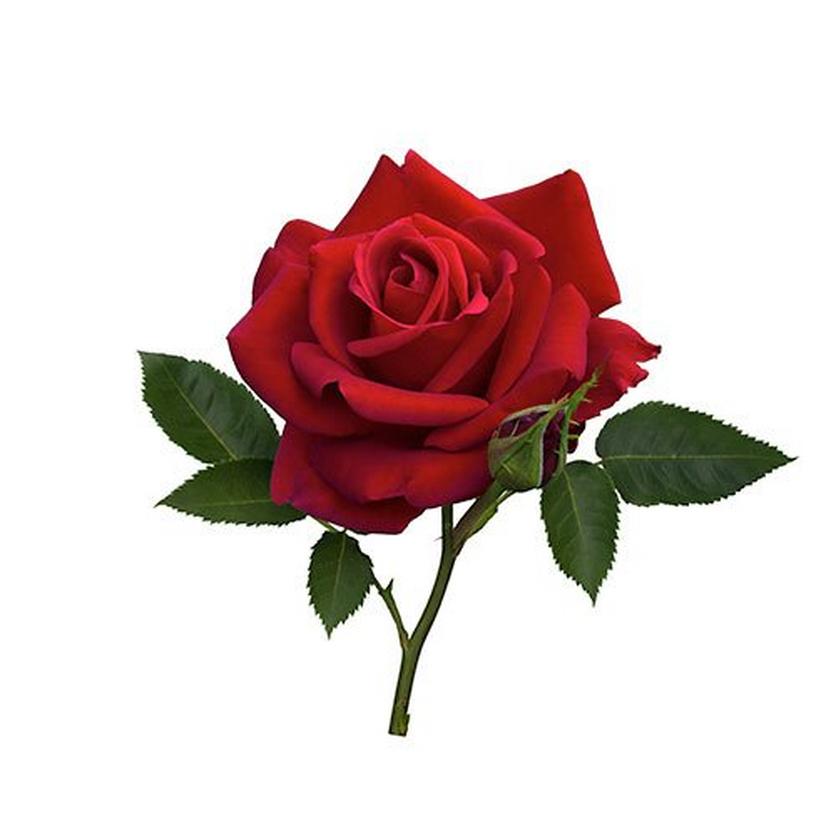 red-rose