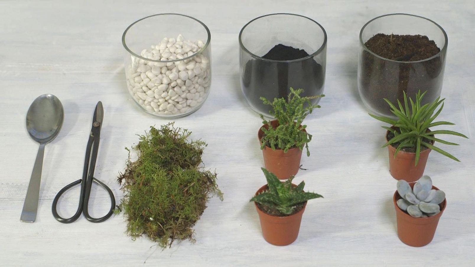 required-items-for-terrarium-succulents-soil-pots-stones