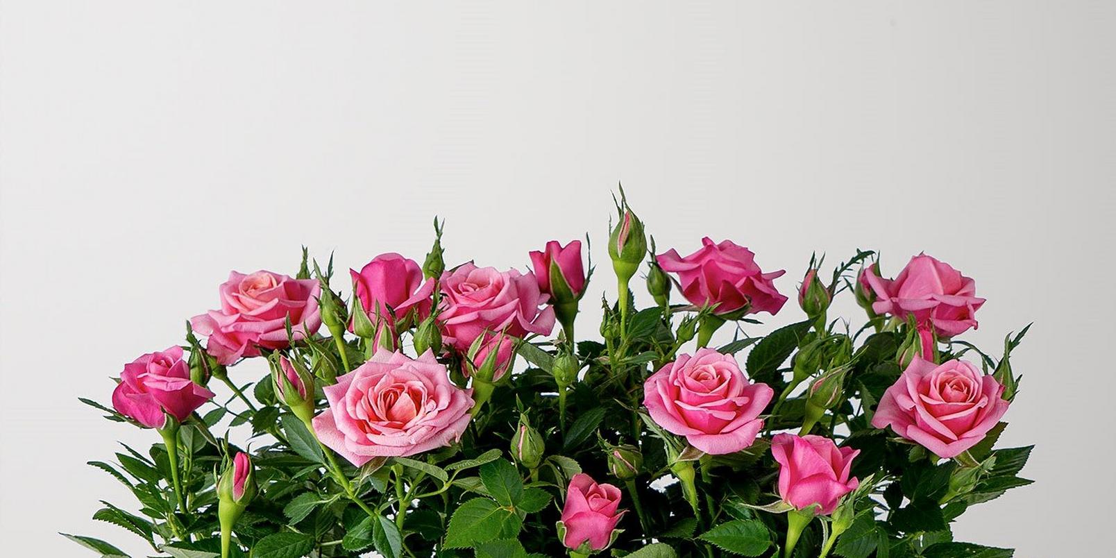 rose-pink-plants-in-tin