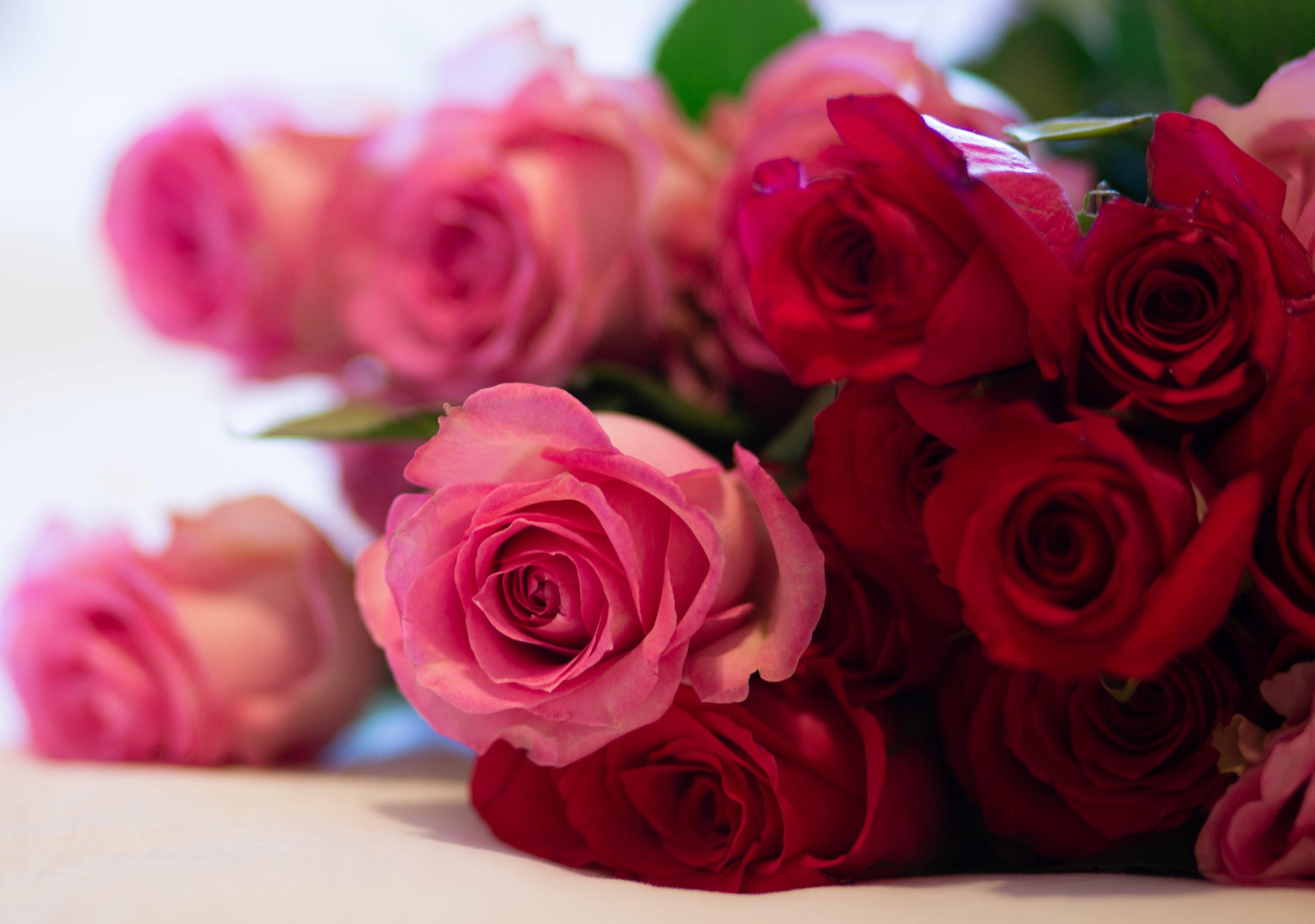 roses-pink-flowers