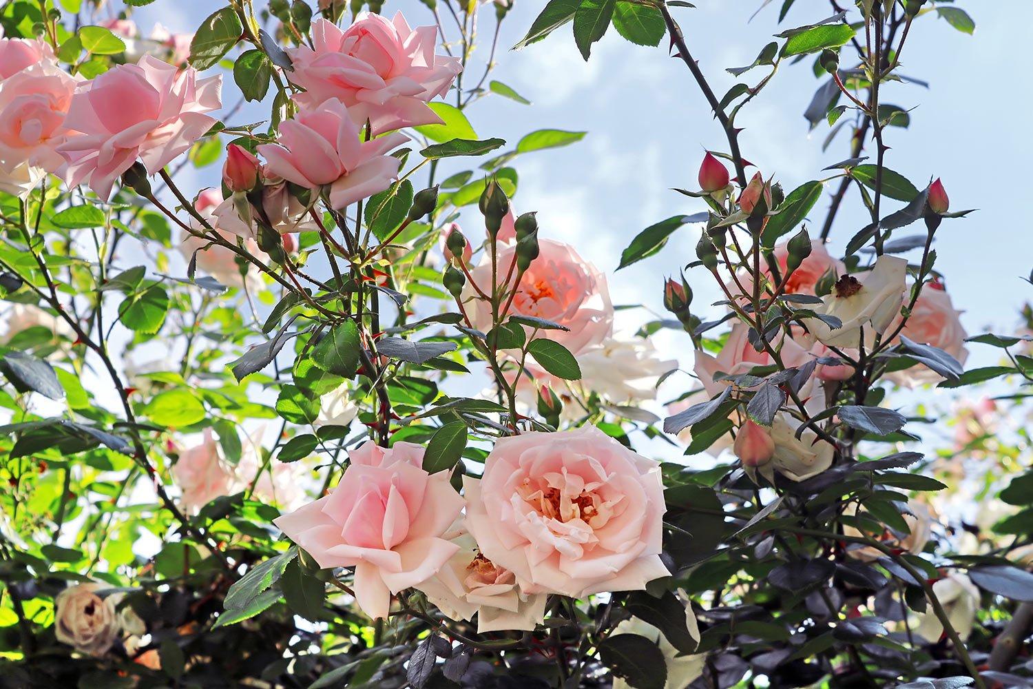 roses-pink-garden-flowers