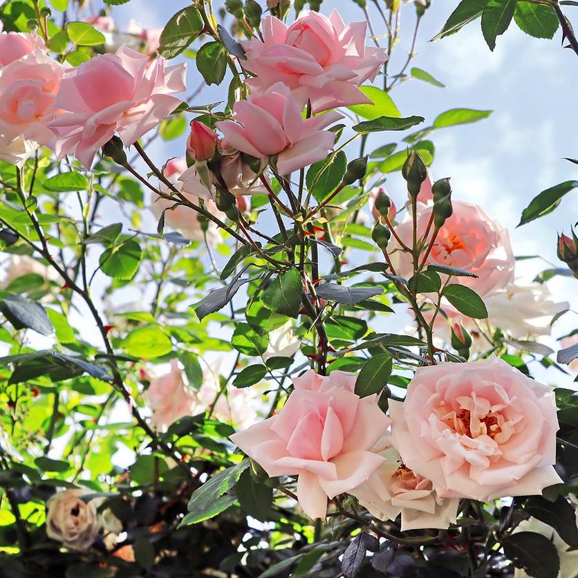 roses-pink-garden-flowers
