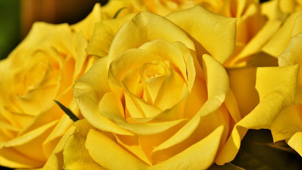 roses-yellow-flowers