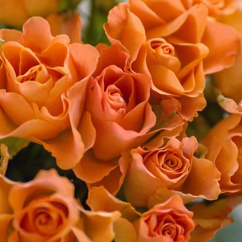 seven-orange-roses