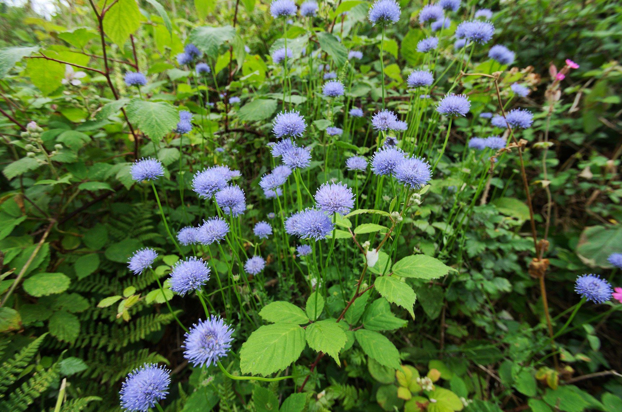 sheeps-bit-lilac-flower