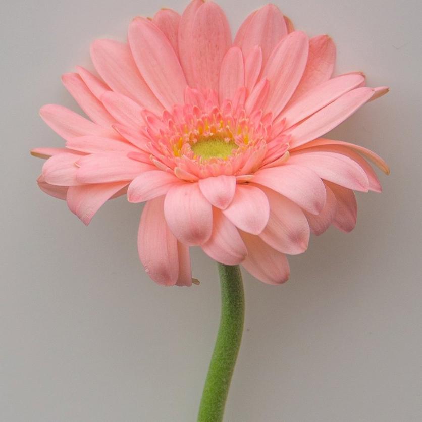 single-gerbera-daisy-pink-flower
