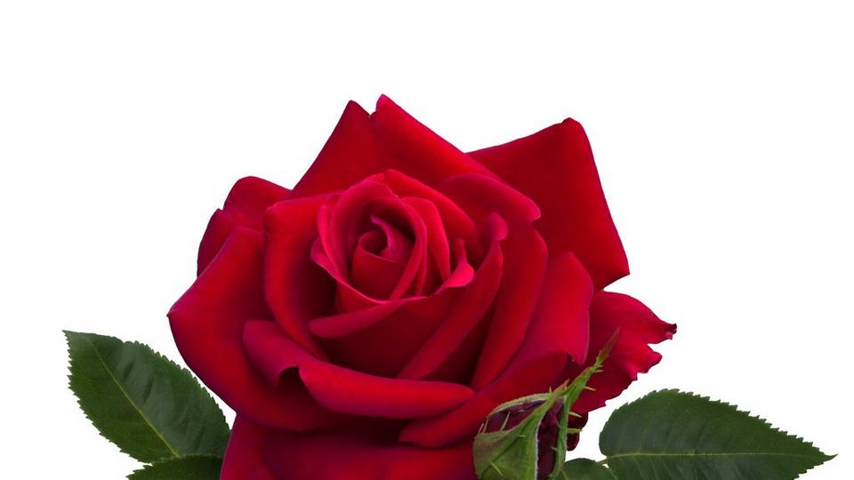 single-rose-red-flower