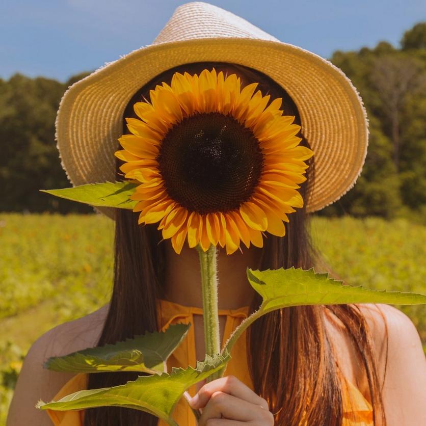 small-taiyo-sunflower