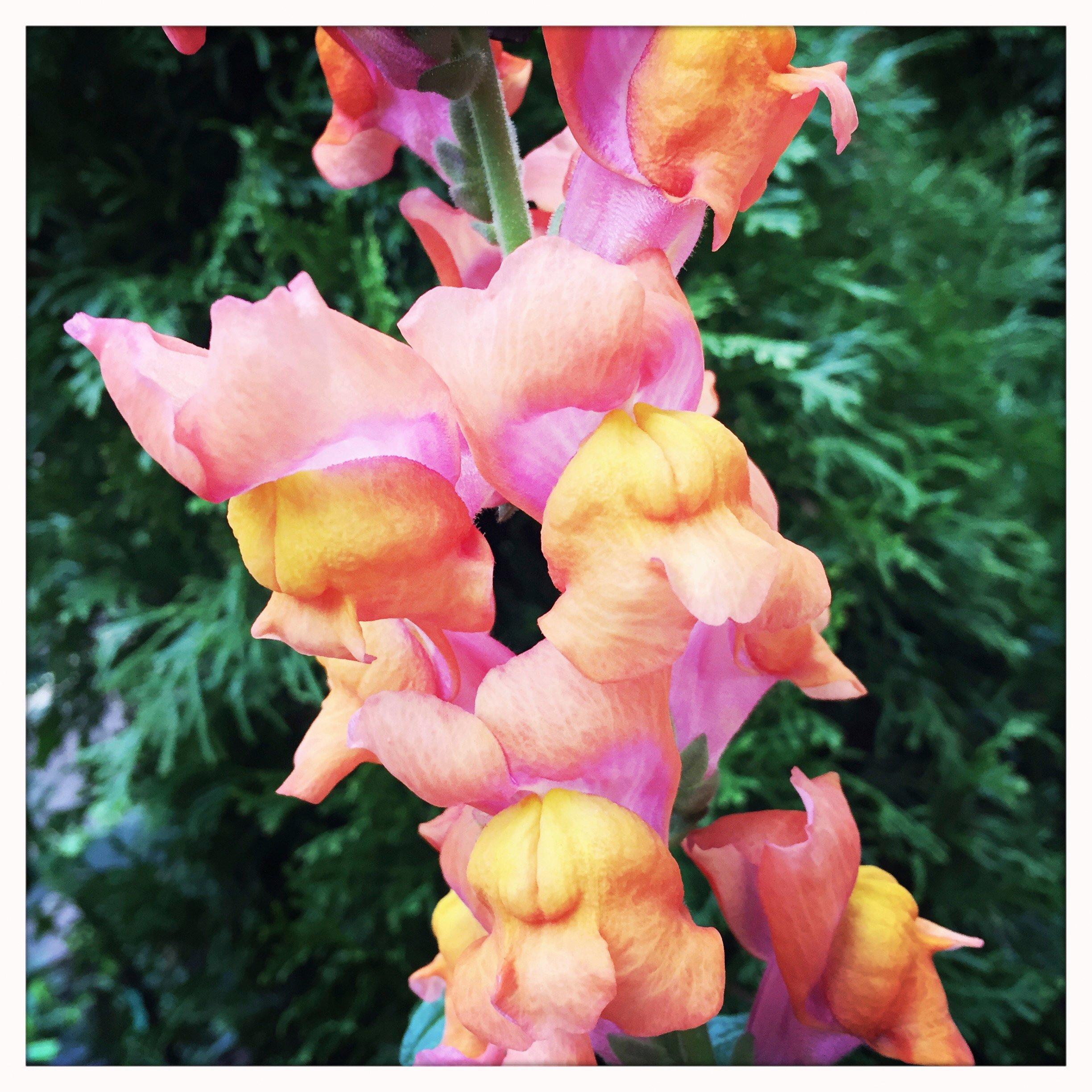 snapdragon-cinderella