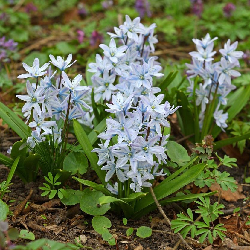 spring-squill-lilac-flowers