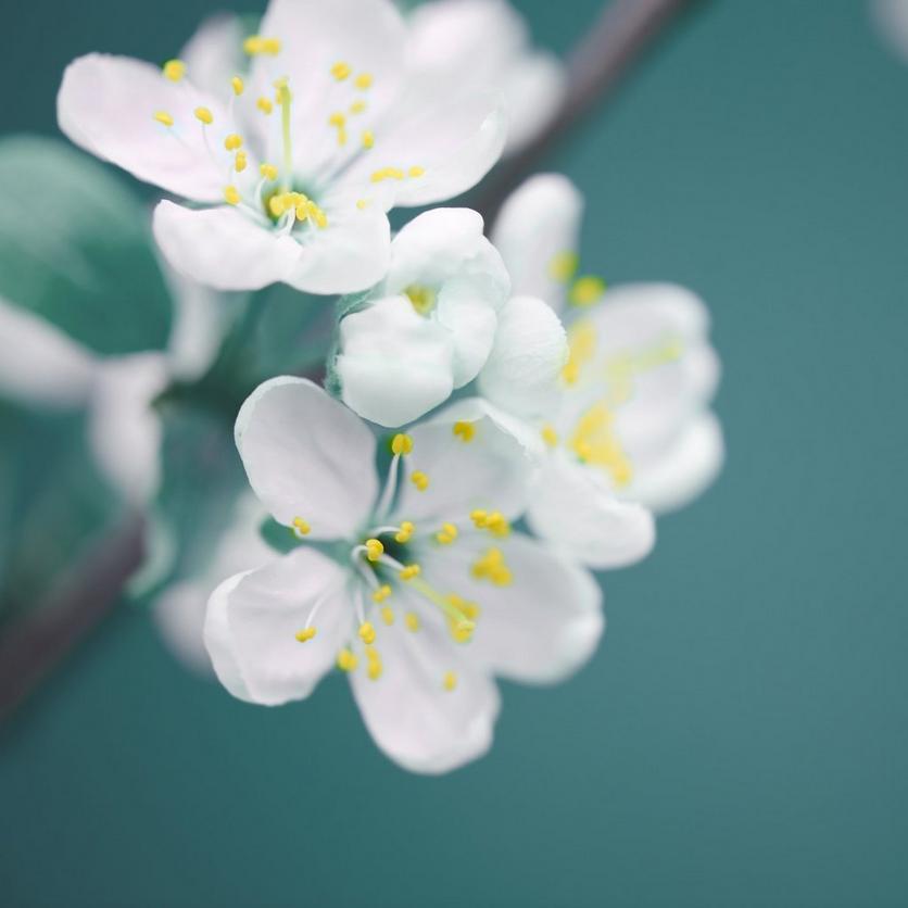 spring-white-flowers