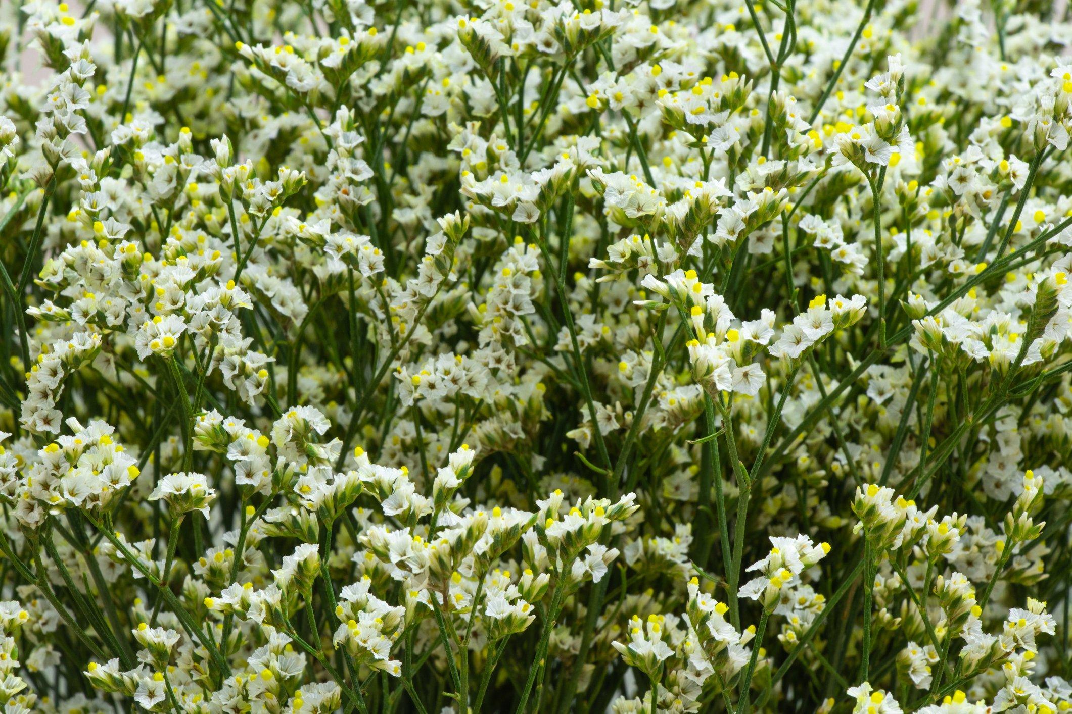 statice-white-flowers