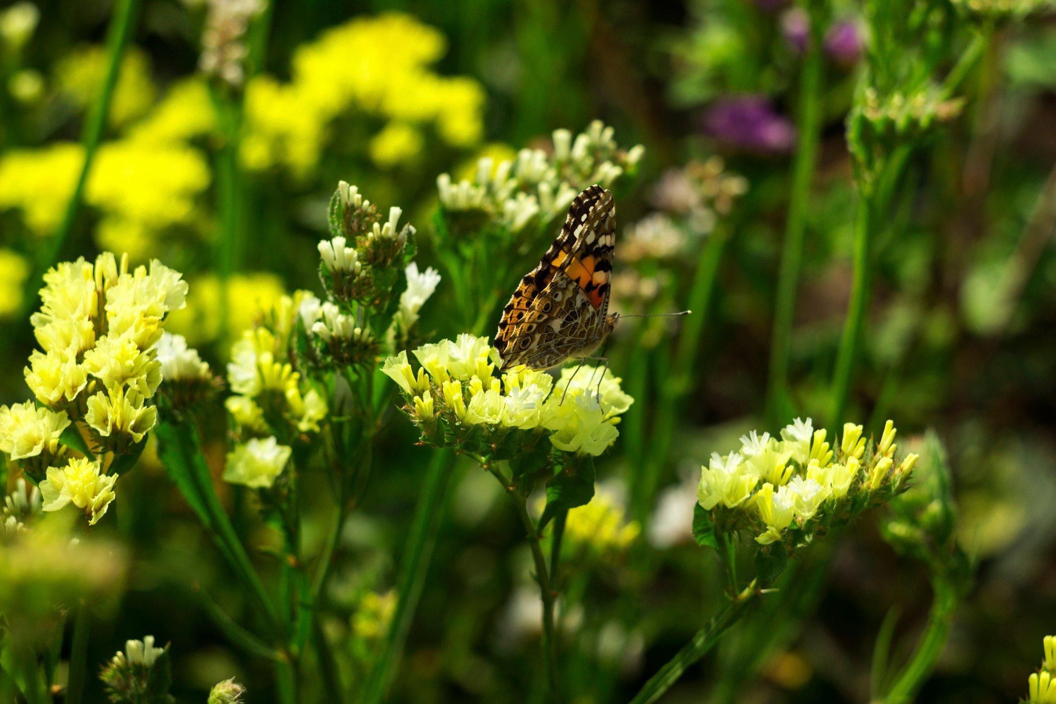 statice-yellow-flowers