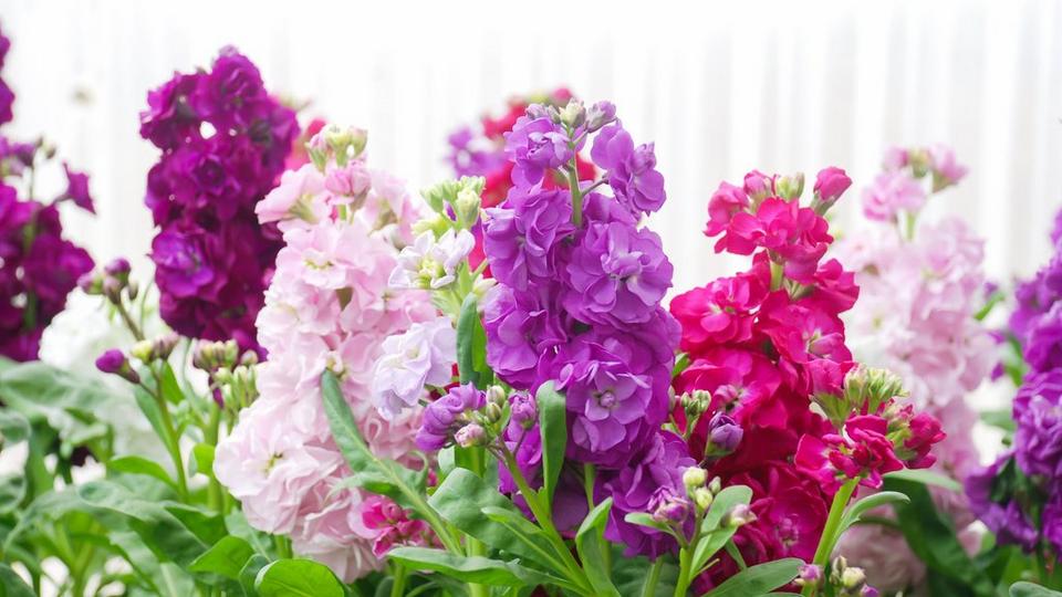 stocks-pink-purple-pale-pink-flowers