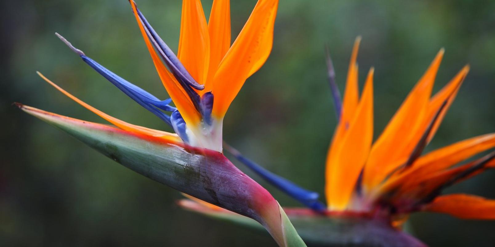 strelitzia-birds-of-paradise-orange-flowers