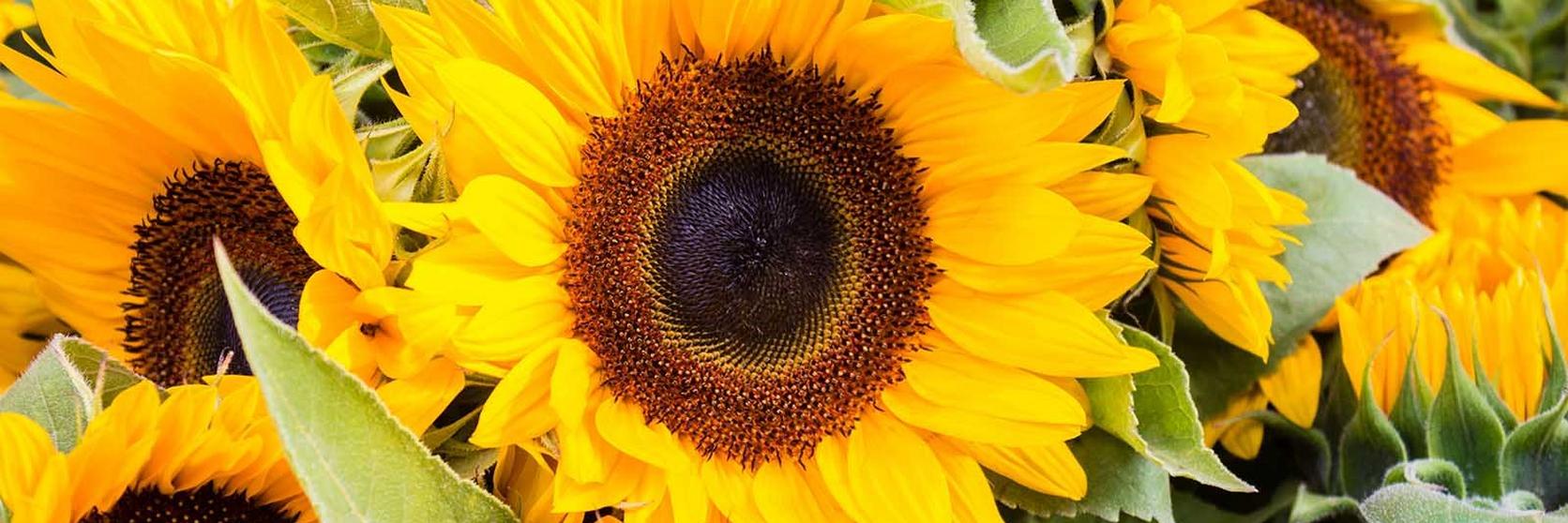 sunflower-facts-ultimate-flower-guide
