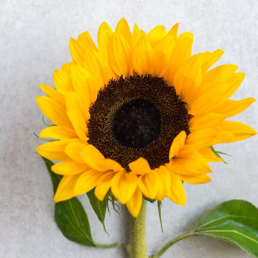 sunflower-yellow-flowers