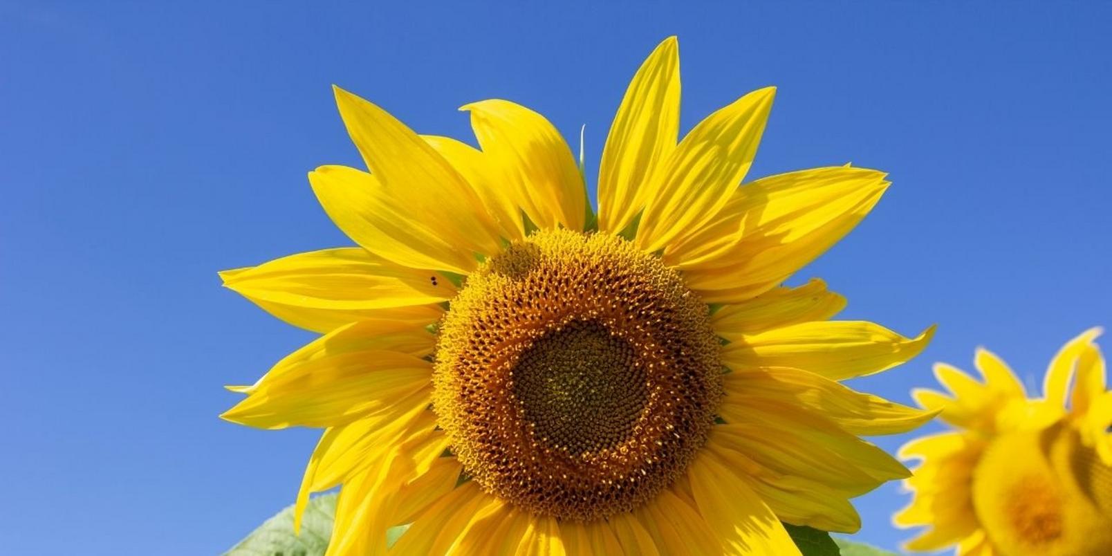 sunflower-yellow-single-sky
