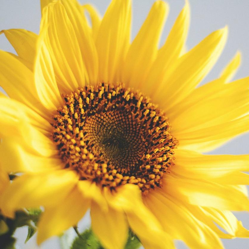 sunflowers-yellow-paccino