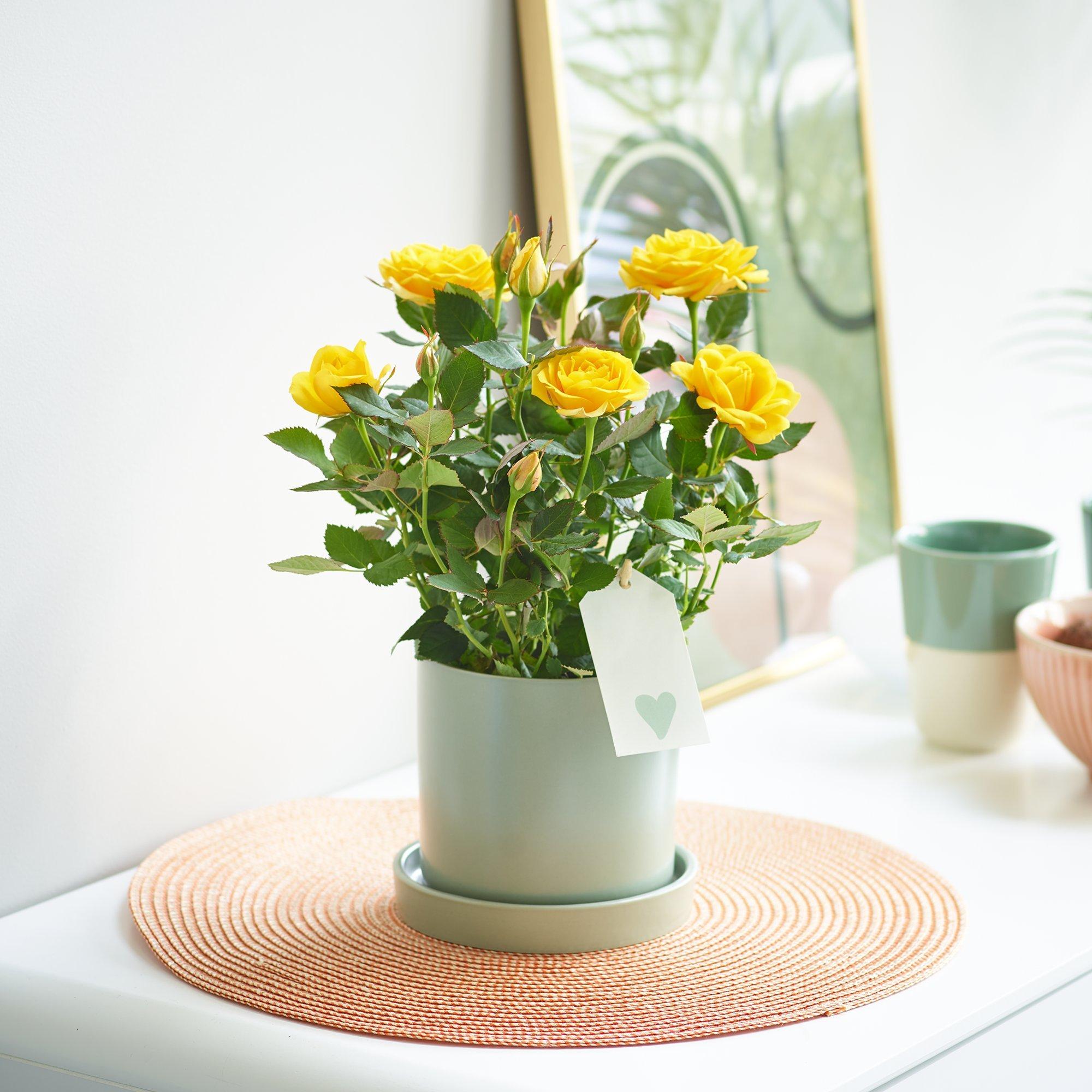 sunny-rose-plant-1