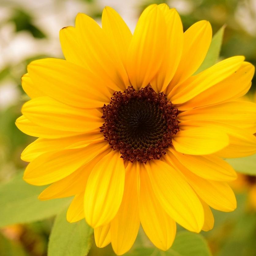 suntastic-yellow-single-sunflower