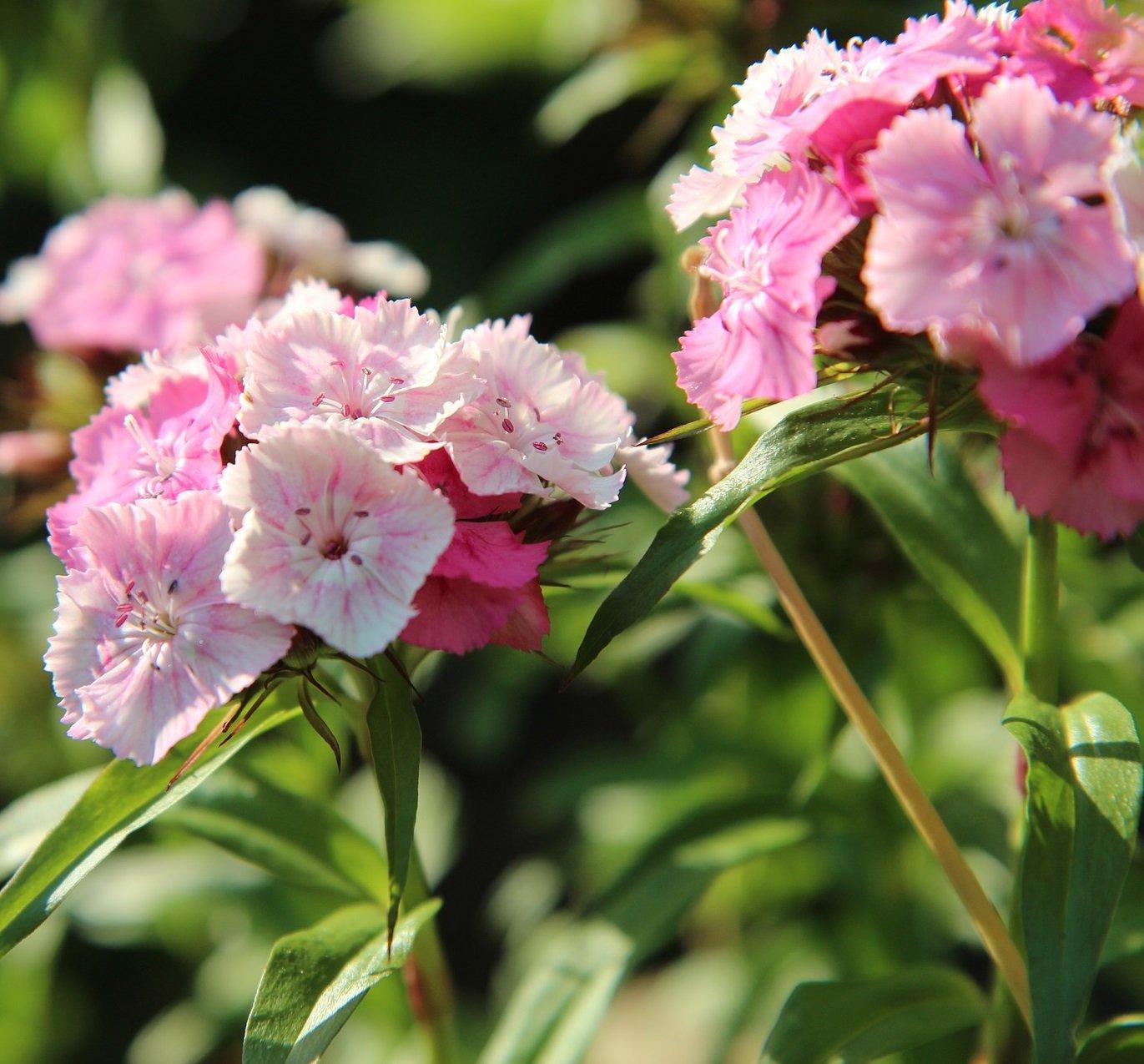 sweet-william-giant-imperial