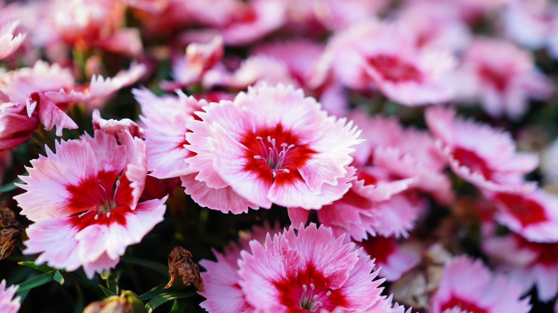 sweet-william-pink