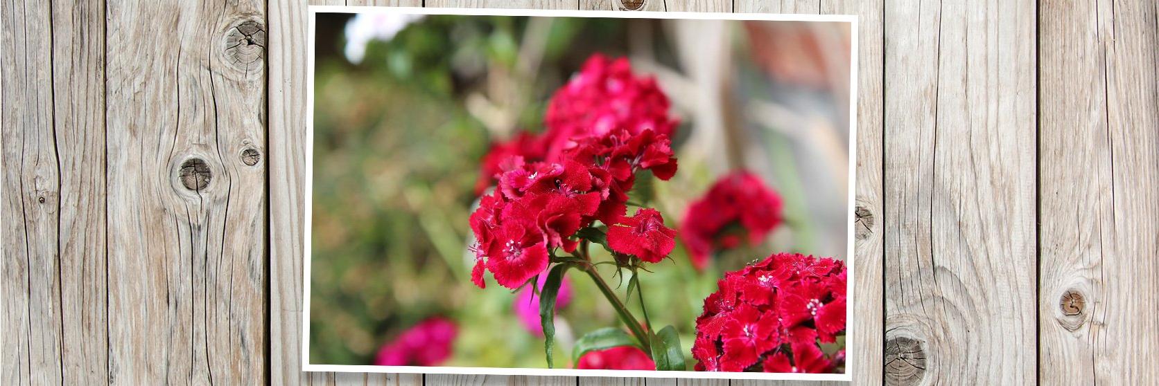 sweet-william-red-banner