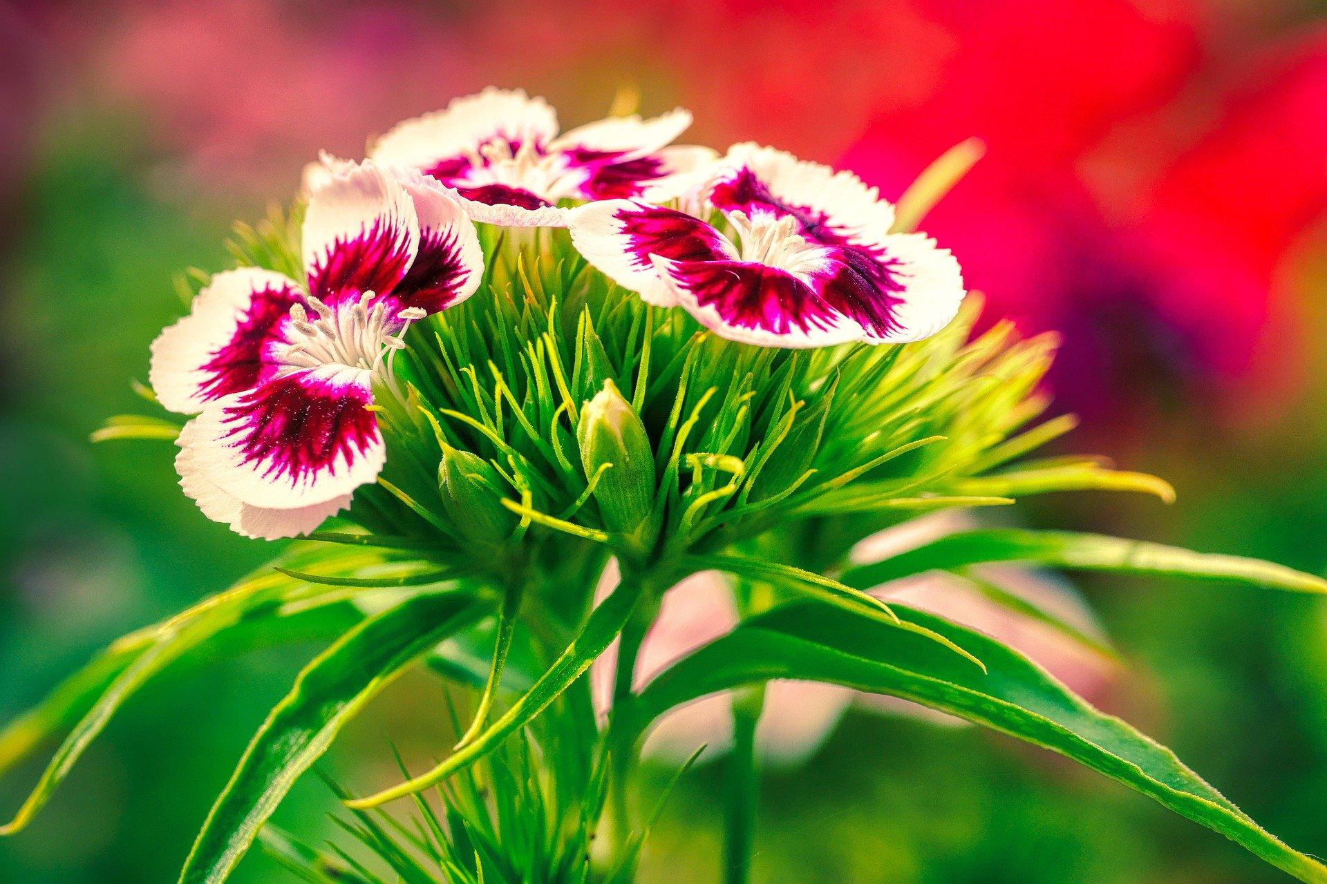 sweet-william-wee-willie