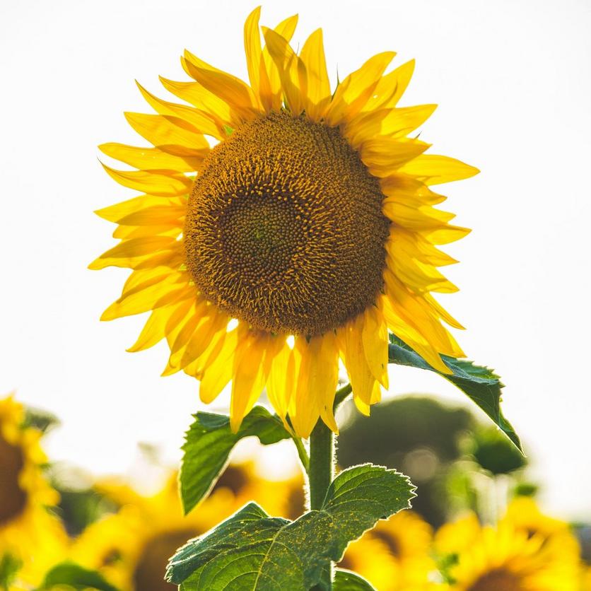 tall-sunflowers-mammoth