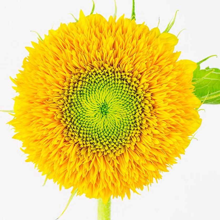 teddy-bear-sunflower-ultimate-guide