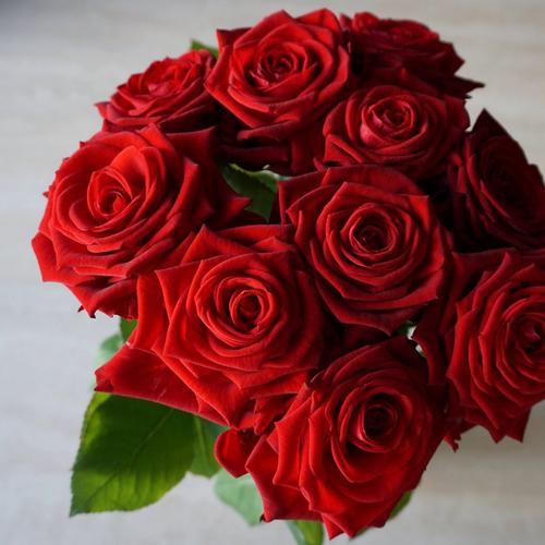 ten-red-roses