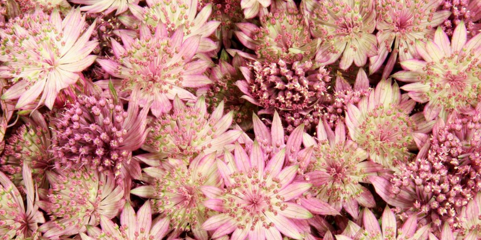 top-hay-fever-friendly-flowers-6