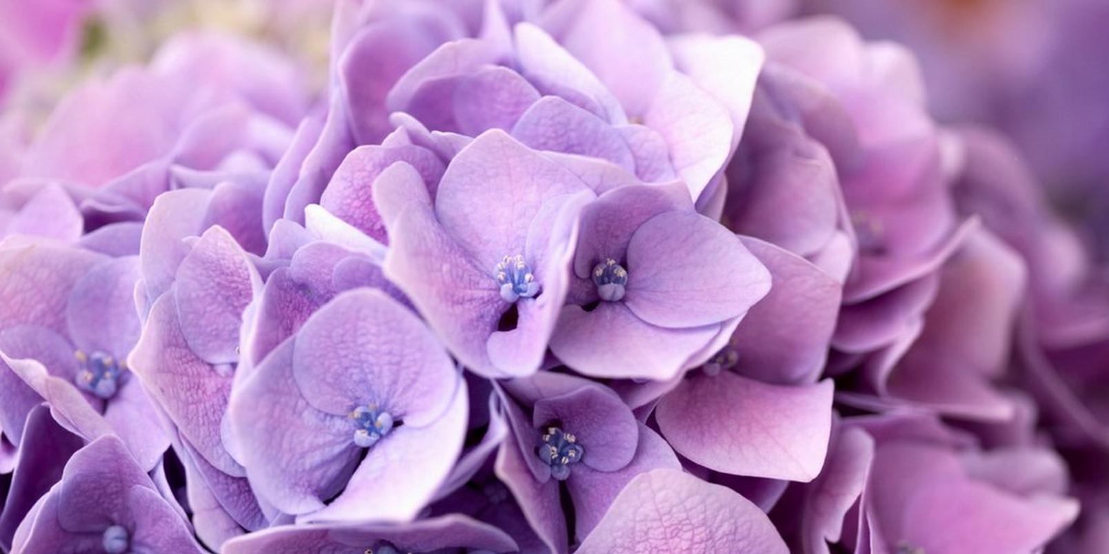 top-hay-fever-friendly-flowers-7