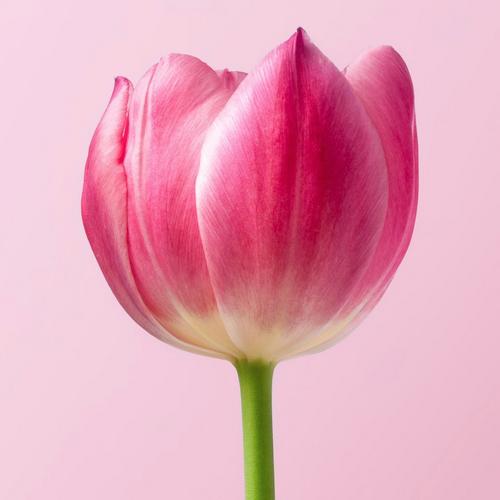 tulip-bowl-shape-pink-flower