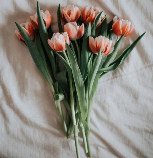 tulip-double-pink-flowers