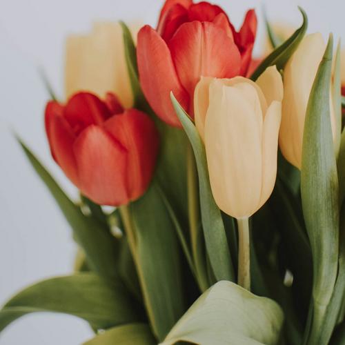 tulip-goblet-orange-yellow-flowers