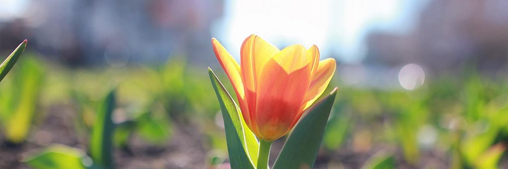 tulip-orange-flower-garden