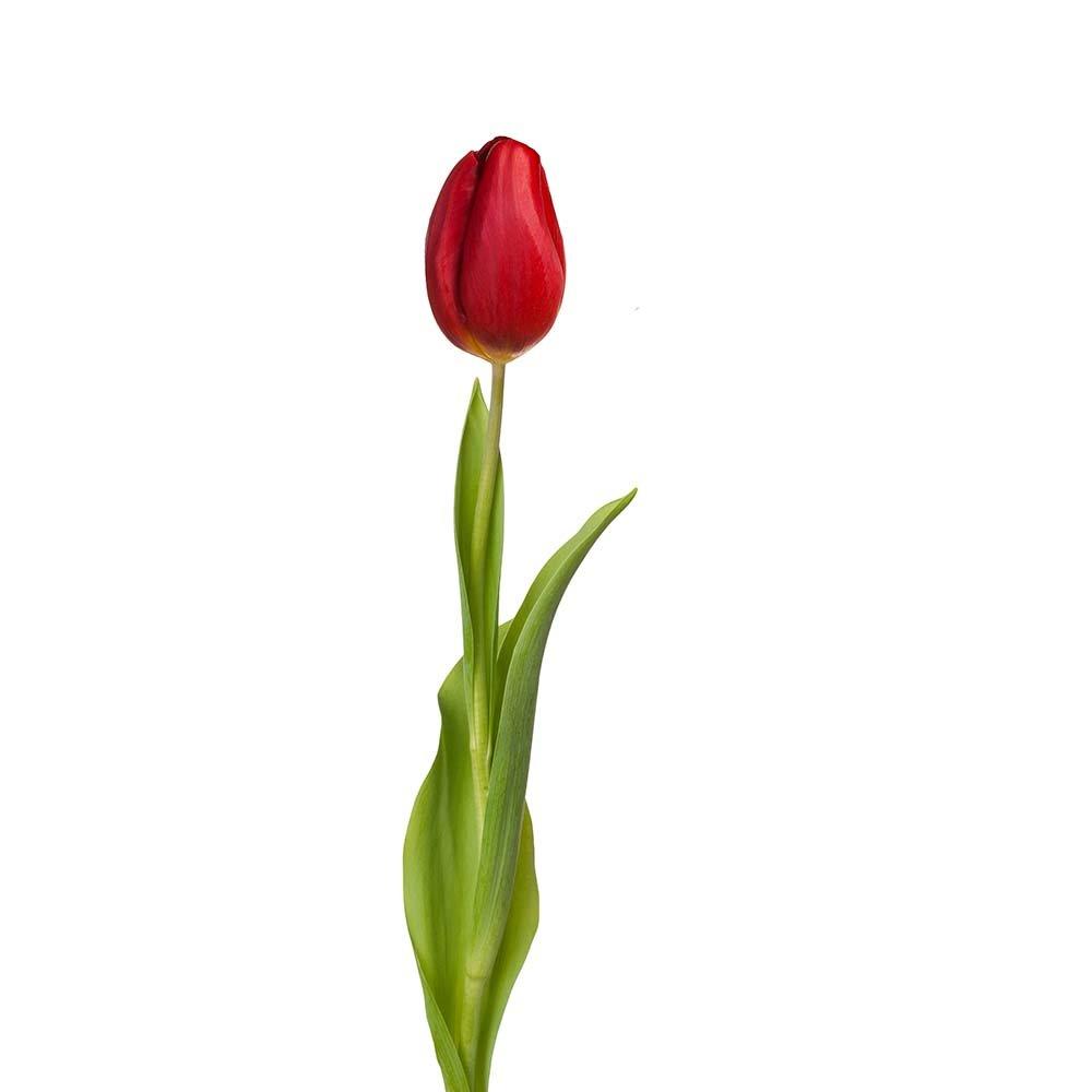 tulip-red-flower-single